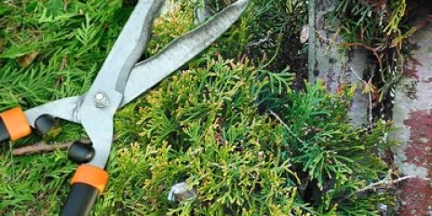 Orezivanje (šišanje) tuje u jesen, proljeće: oblikovanje spiralom, konusom, ukrasni oblici za orezivanje za početnike